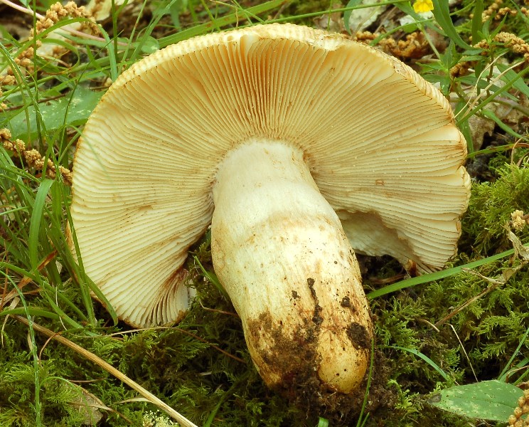 Russula laurocerasi del 4 luglio